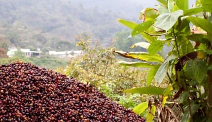باقه 4 ليالي في عسير مع تجارب لا تنسى الهايكنق و زياره مزارع البن