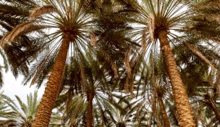 جولة على مسار الواحة التراثي في العلا